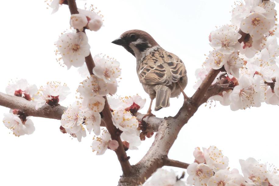 朝陽：鳥語花香春光美