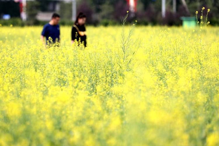 朝陽城區百畝油菜花兒開