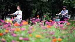 百日菊花海，夢幻打卡地