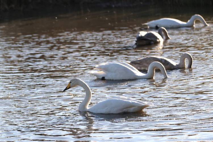 大批白天鵝現身朝陽城區