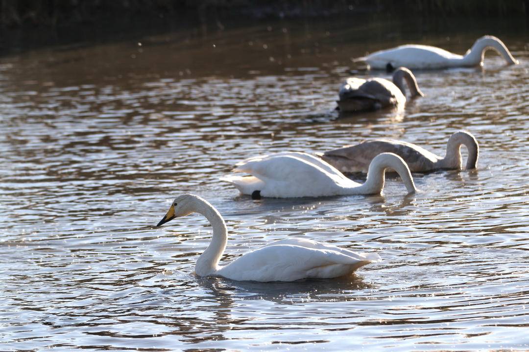 大批白天鵝現身朝陽城區