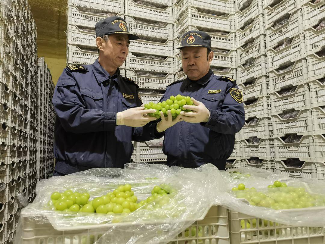 營口葡萄首次出口中亞國家