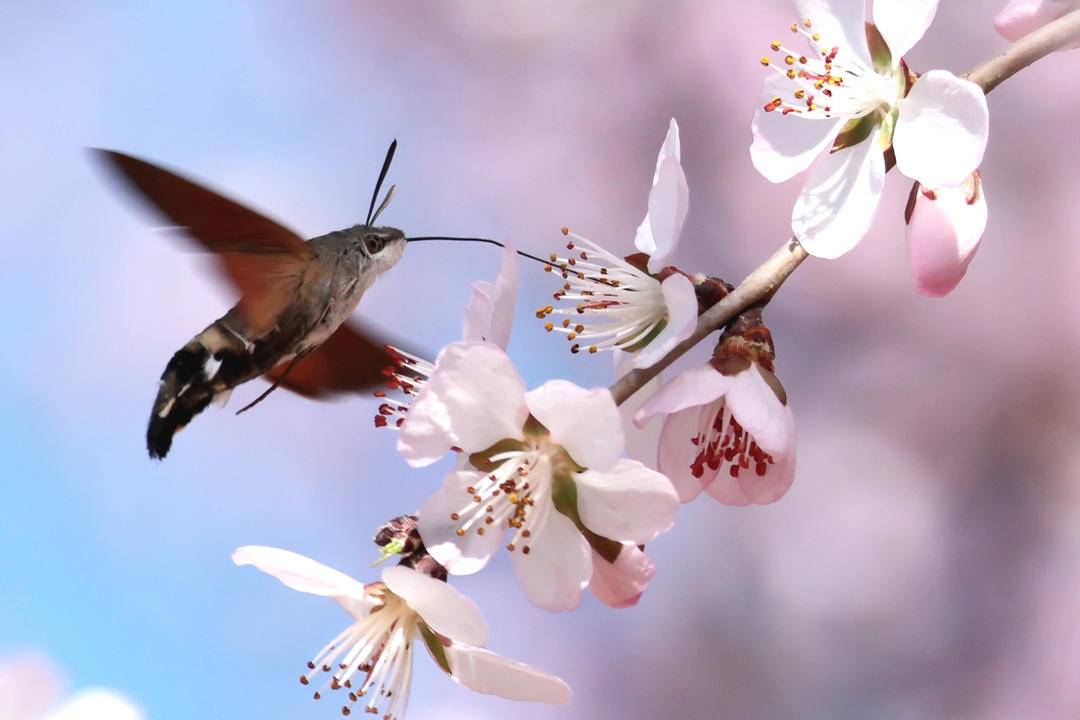 朝陽：蜂鳥鷹蛾戲桃花