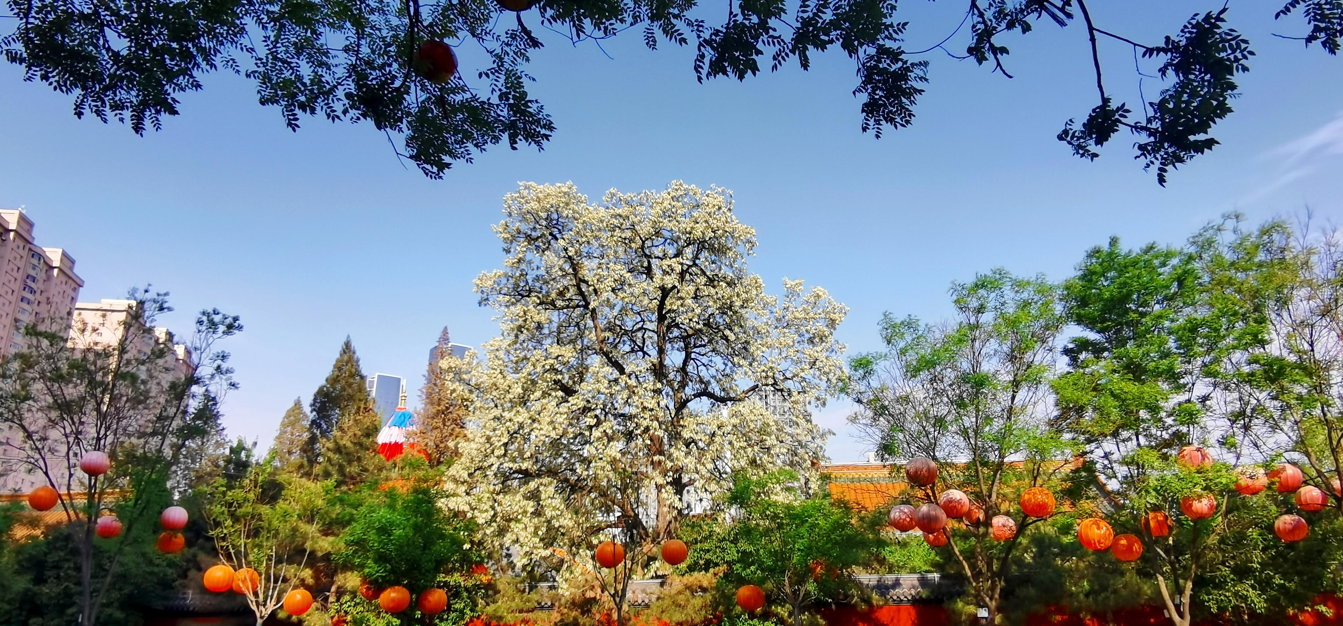 一樹槐花香沈城
