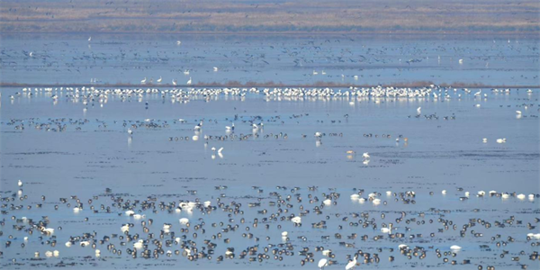 下一站,康平!文學“縣”場邀您共赴可感可玩的文學之約_fororder_康平作家4