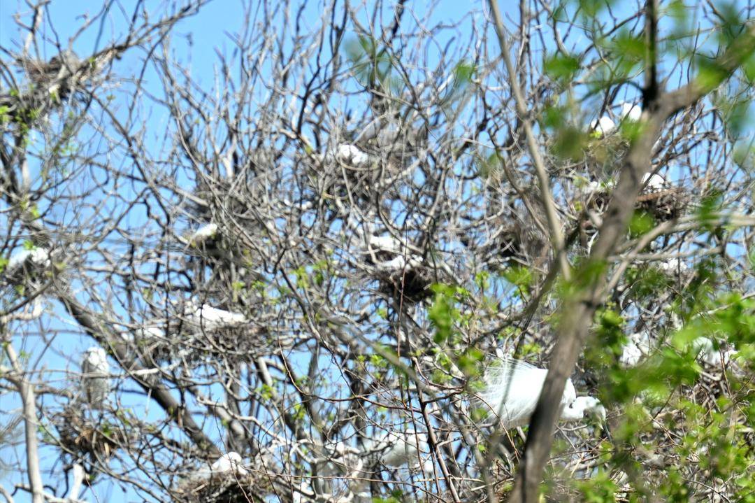 盤錦：十萬隻鷺鳥靜待遊客