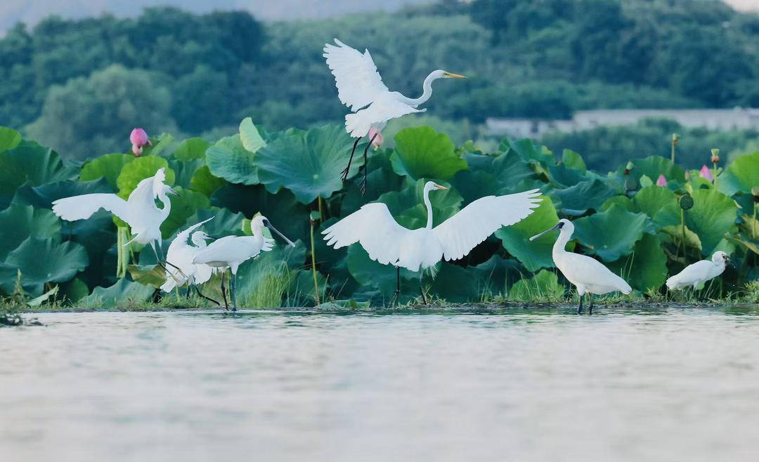 琵鷺北歸處：莊河濕地的生態詩篇