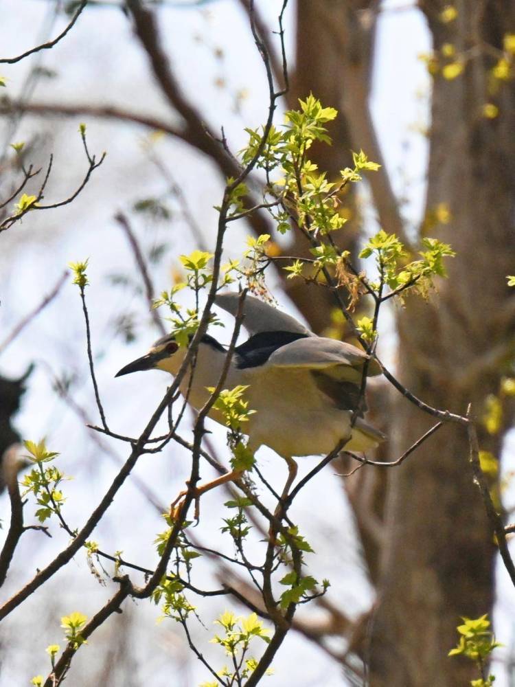 盤錦：十萬隻鷺鳥靜待遊客