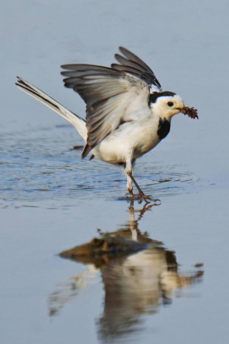 朝陽：仲夏時節，鳥兒齊聚
