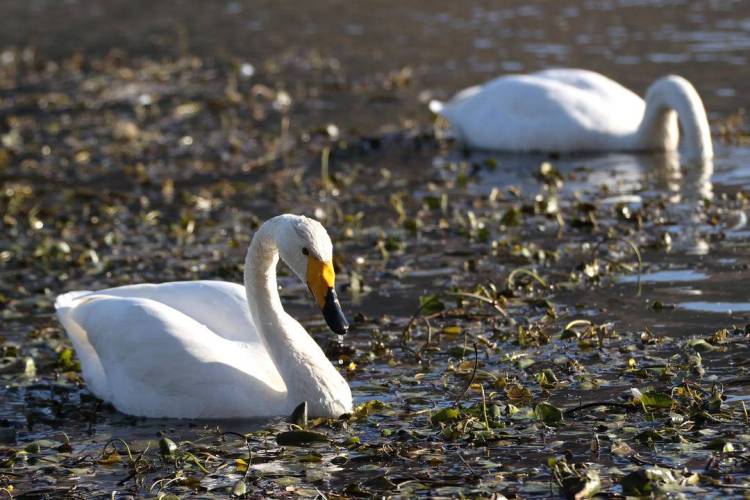 大批白天鵝現身朝陽城區