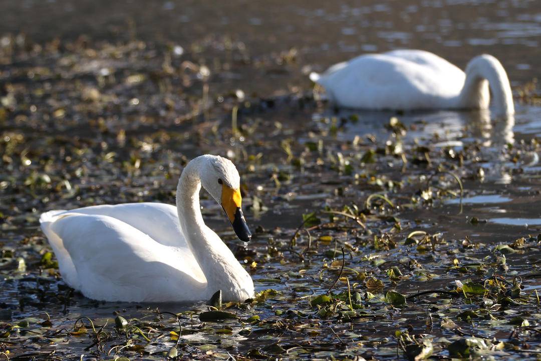 大批白天鵝現身朝陽城區