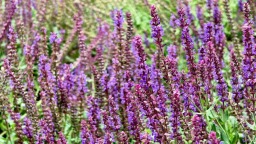阜新：夏日鼠尾草 紫韻漫成詩