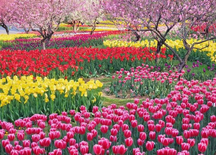 大連英歌石植物園化身“莫奈花園”