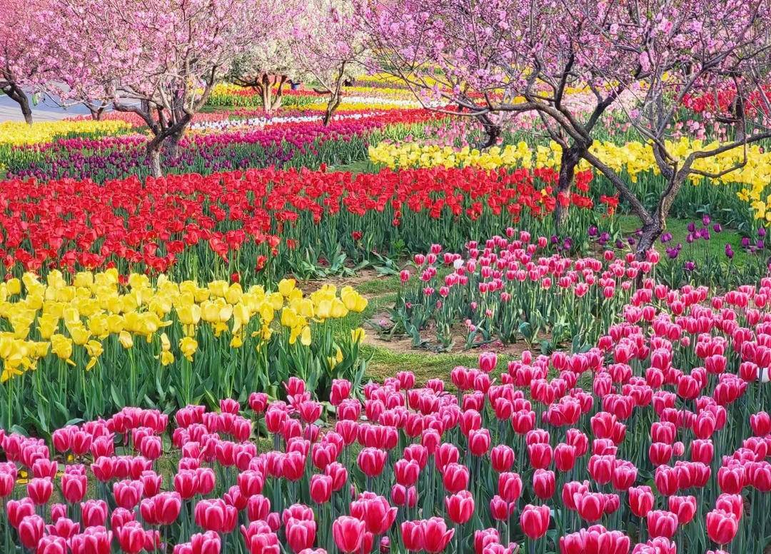大連英歌石植物園化身“莫奈花園”