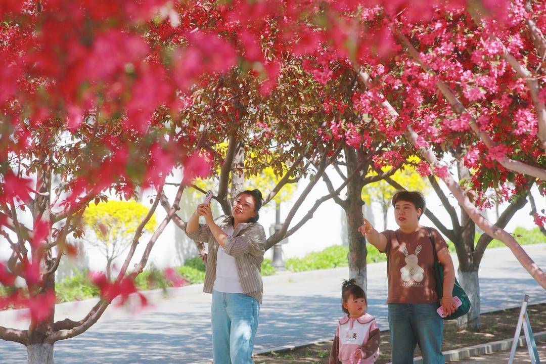鞍山：海棠紅勝火