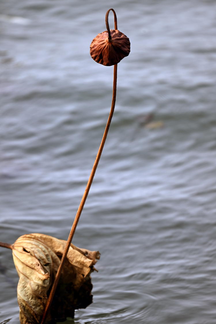 “雀”躍荷塘_fororder_麻雀11