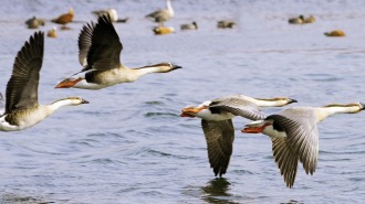 瀋陽：上千隻鴻雁聚集鳥島