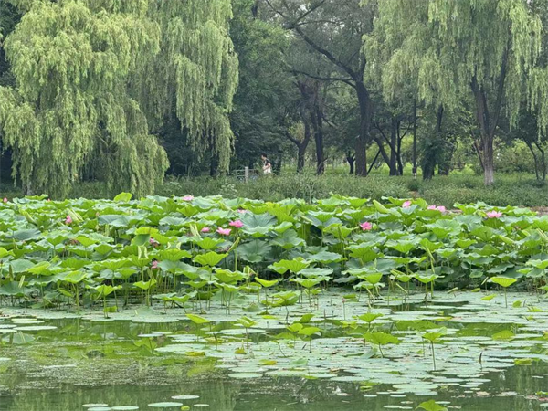 “清涼一夏，荷色生香”——北陵公園荷韻滿園待君來_fororder_楊薇北陵2