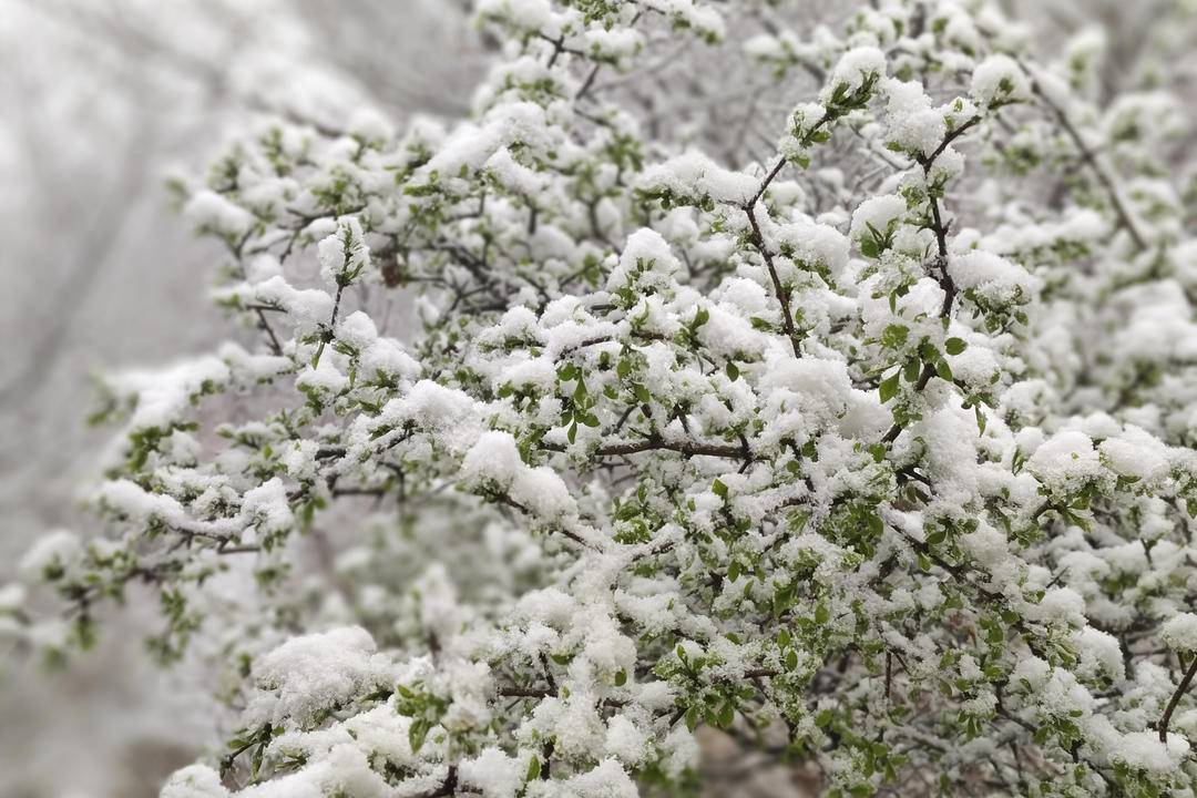 朝陽春景，四月飛雪