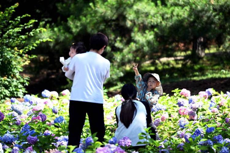 來瀋陽植物園，赴一場夏花之約