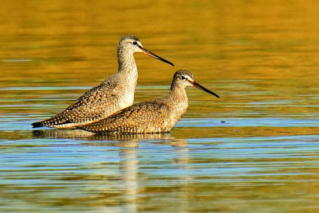 鶴鷸秋日舞淩河