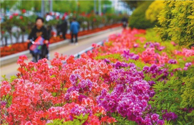 丹東：杜鵑花開