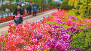 丹東：杜鵑花開
