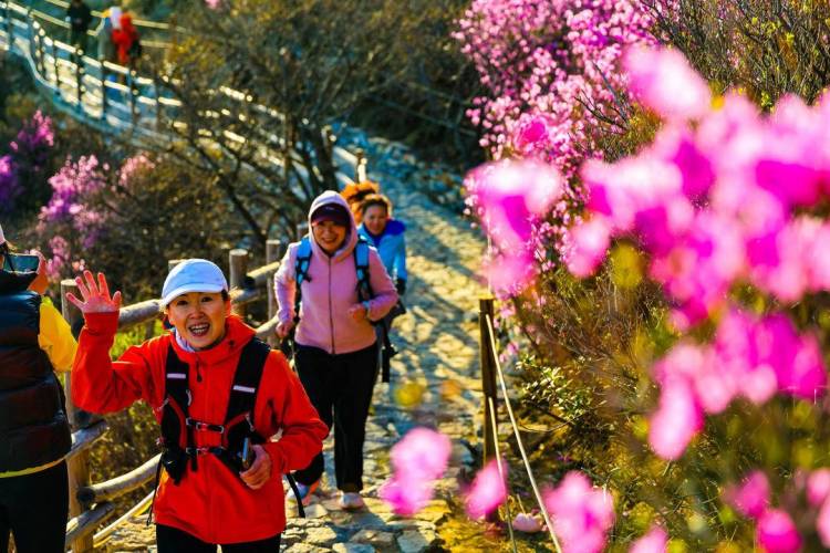 大連：一山觀兩海，雲中賞杜鵑