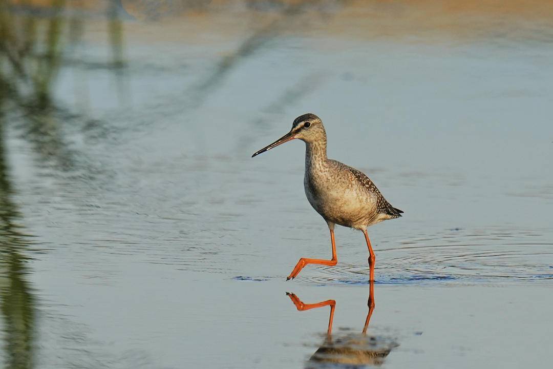 鶴鷸秋日舞淩河