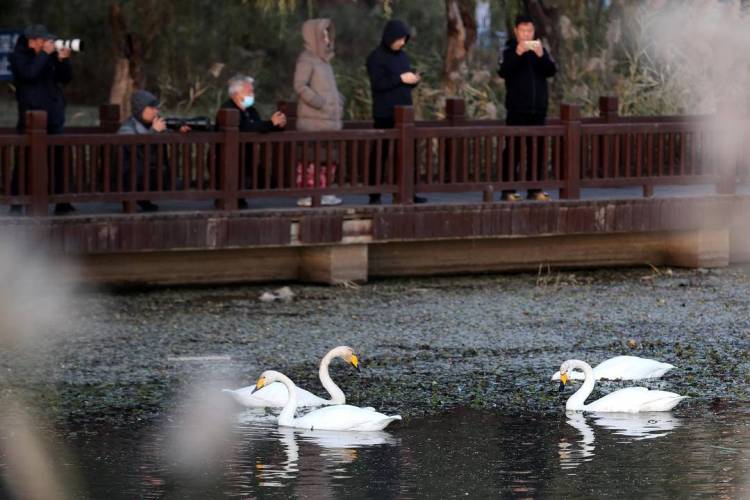 大批白天鵝現身朝陽城區