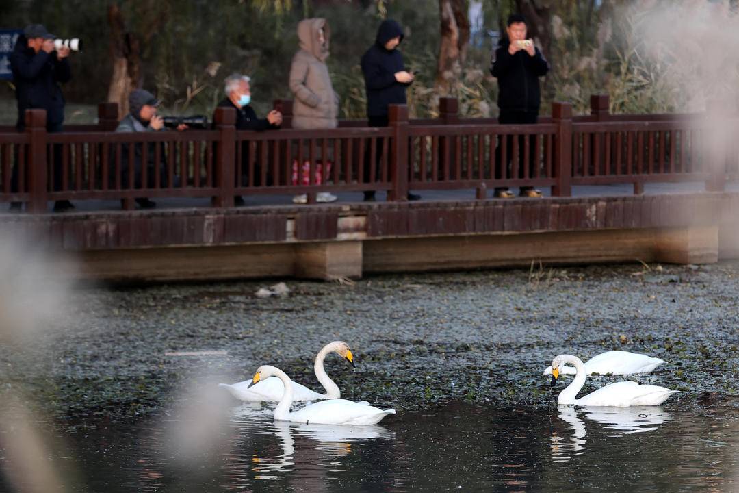 大批白天鵝現身朝陽城區