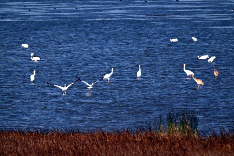 康平臥龍湖：候鳥翔集繪就生態絕美畫卷
