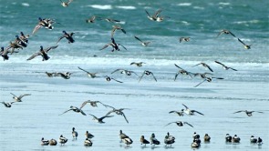 鳥浪來襲！北遷候鳥飛抵盤錦