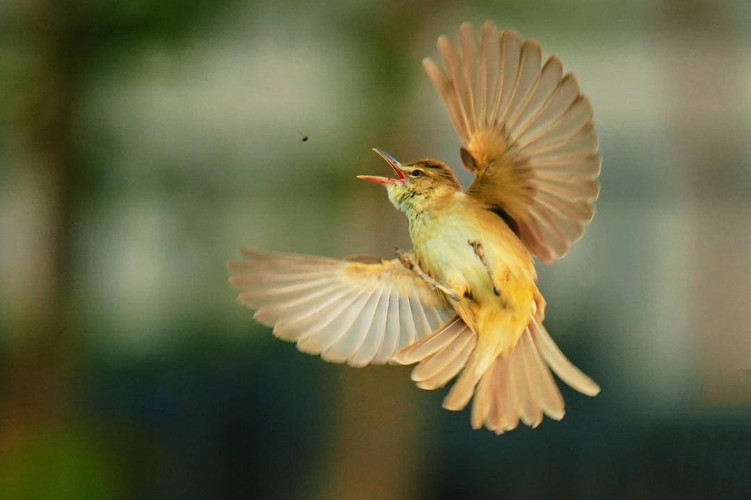 朝陽：仲夏時節，鳥兒齊聚
