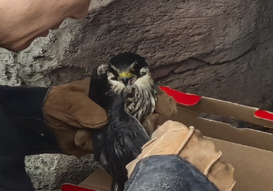 丹東一經街邊境派出所成功救助國家二級保護動物燕隼_fororder_微信圖片_2025-07-09_100004_828