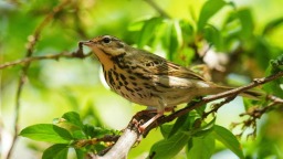 朝陽：仲夏時節，鳥兒齊聚