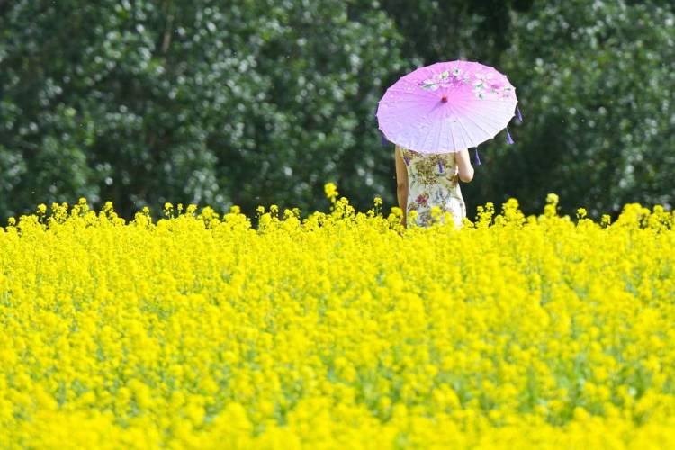 瀋陽：金色花海如夢似幻