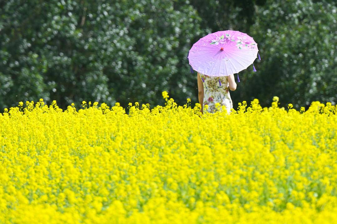 瀋陽：金色花海如夢似幻