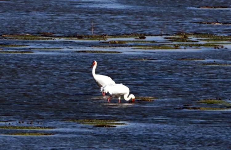 康平臥龍湖：候鳥翔集繪就生態絕美畫卷