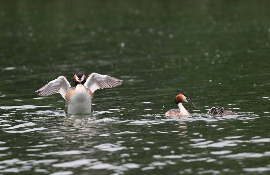 瀋陽丁香湖：鳳頭鸊鷉育雛忙