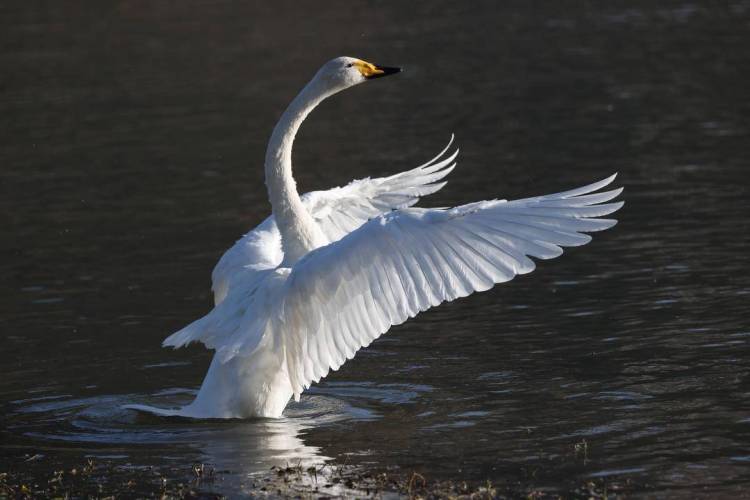 大批白天鵝現身朝陽城區