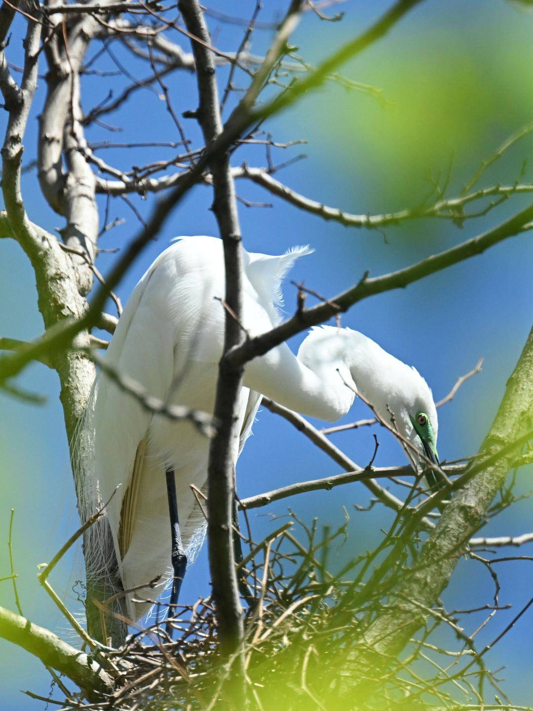盤錦：十萬隻鷺鳥靜待遊客