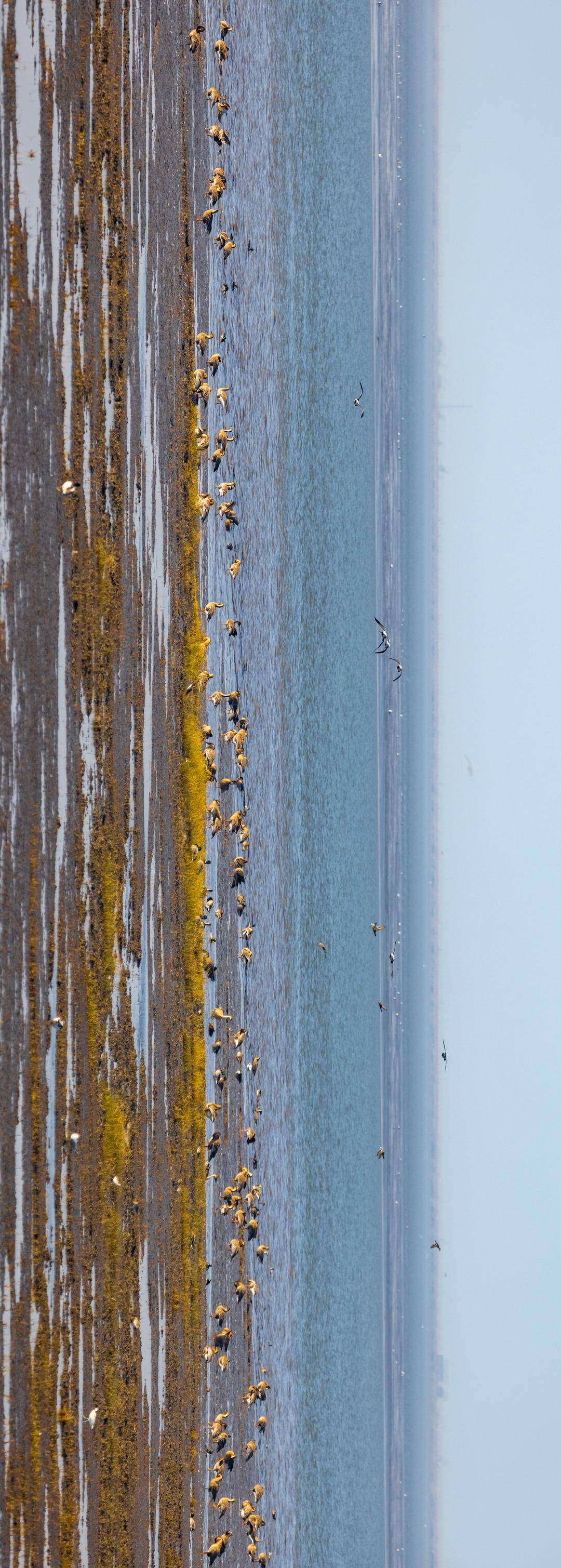 盤錦遼河三角洲濕地迎來候鳥遷徙高峰期