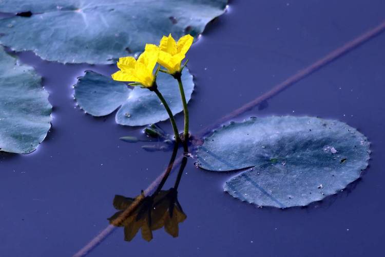 千年荇菜，花開淩河