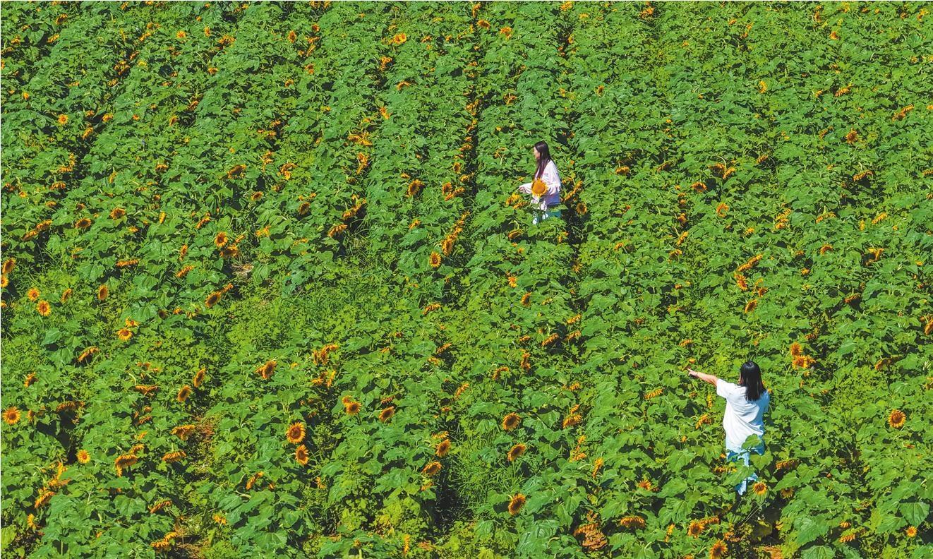 向日葵花海盛放