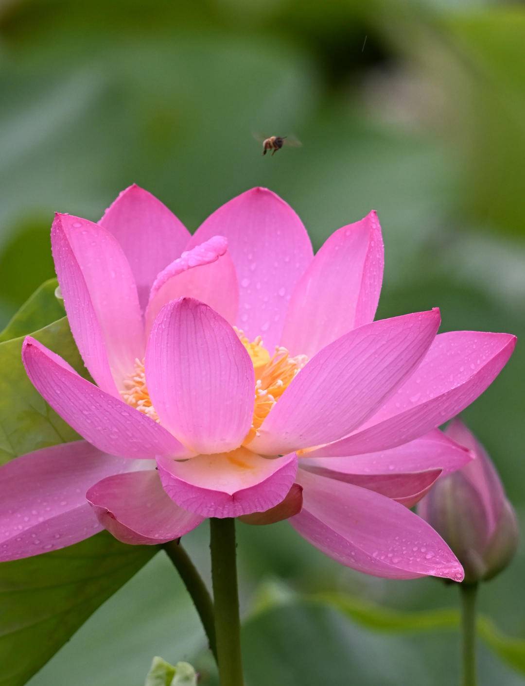 瀋陽：接天蓮葉碧，北塔觀雨荷