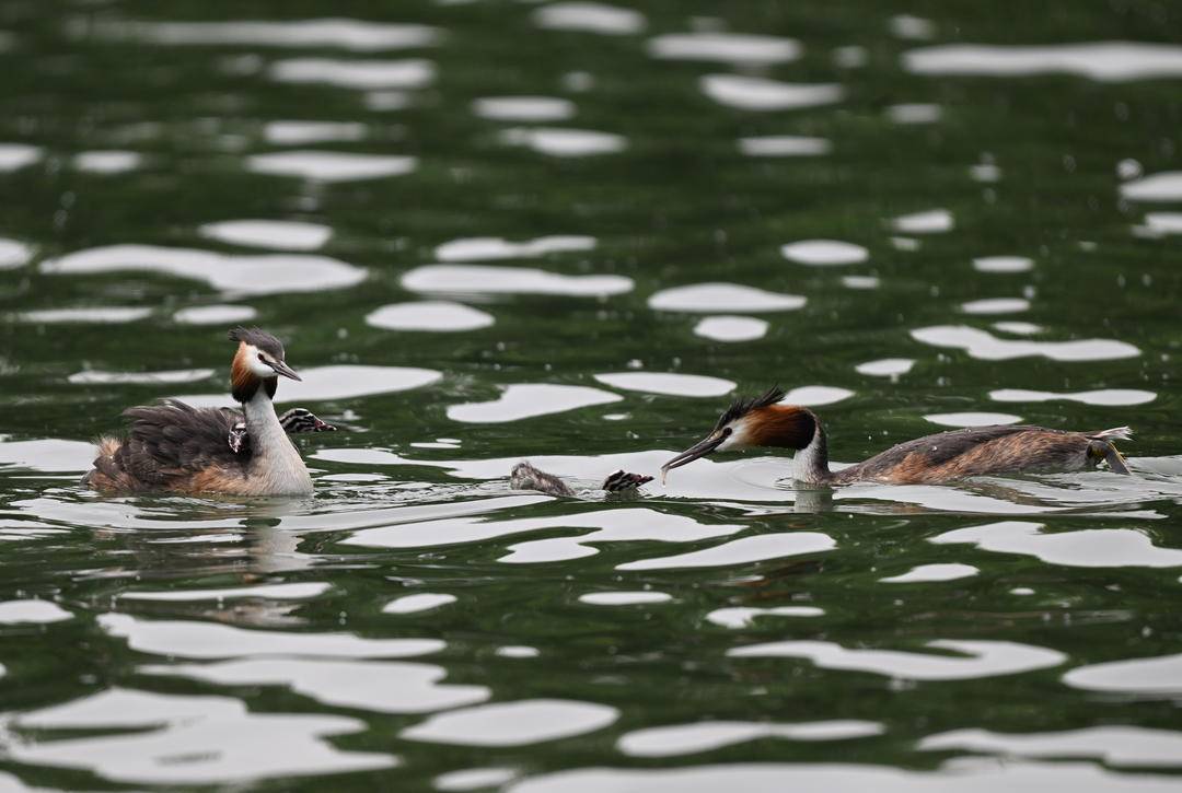 瀋陽丁香湖：鳳頭鸊鷉育雛忙