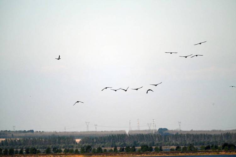 康平臥龍湖：候鳥翔集繪就生態絕美畫卷