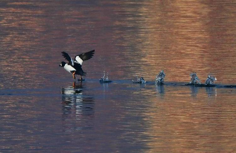 本溪：春歸鳥飛還