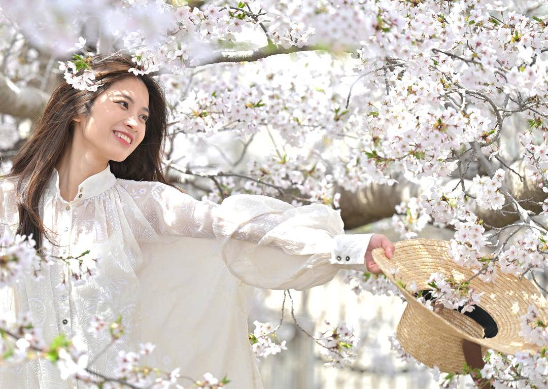 大連：櫻花如海